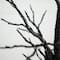 4ft. Pre-Lit LED Black Twig Artificial Halloween Tree